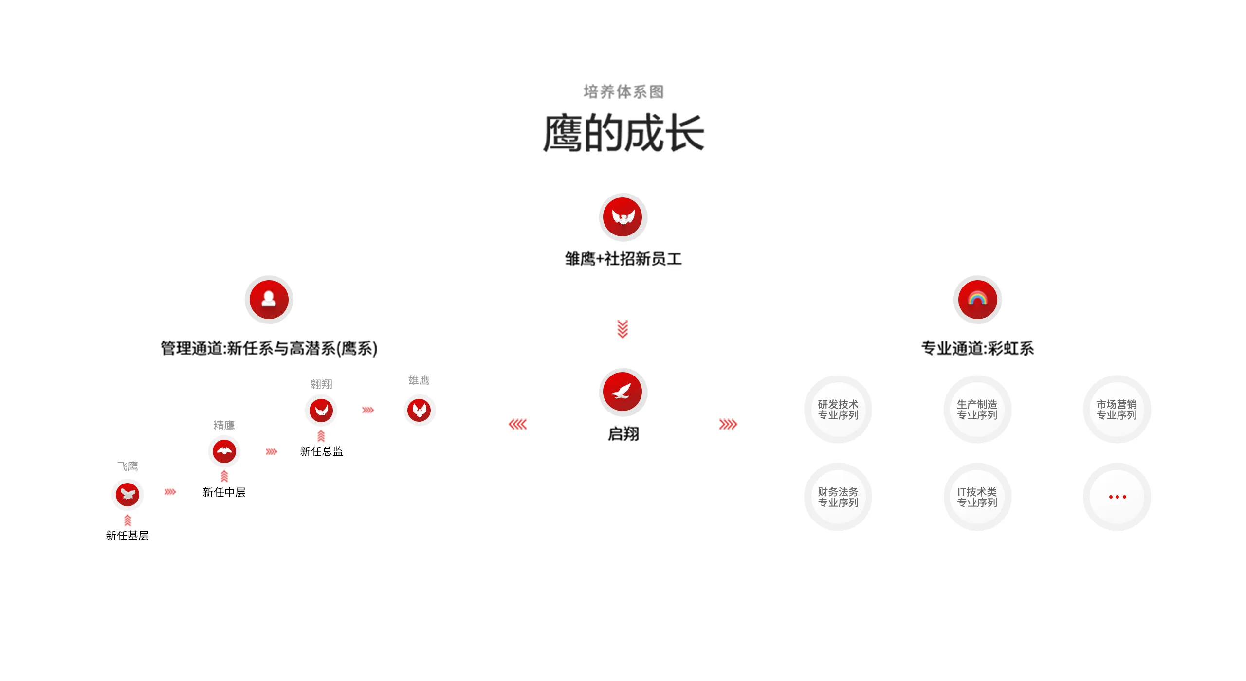 TCL 鷹系人才培養體系